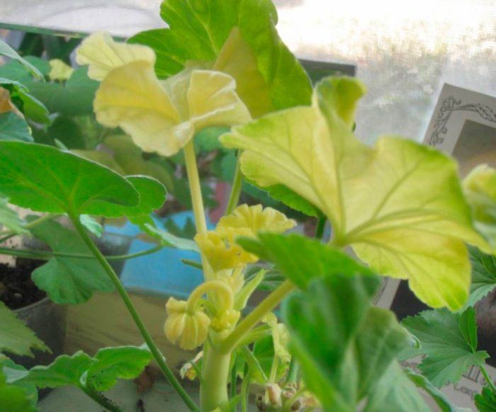 Geranio - foto, cuidados, especies, descripción, propagación, planta de interior