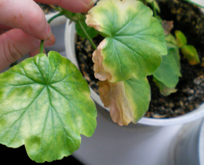 Geranio - foto, cuidados, especies, descripción, propagación, planta de interior