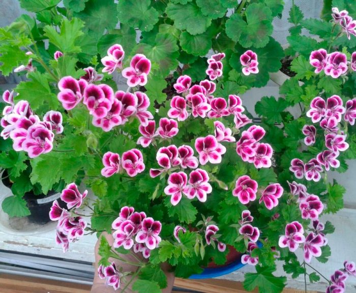 Geranio - foto, cuidados, especies, descripción, propagación, planta de interior