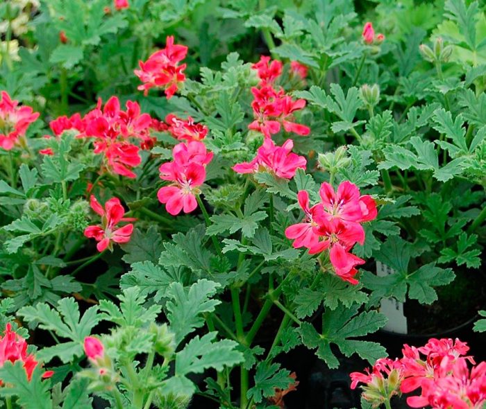 Geranio - foto, cuidados, especies, descripción, propagación, planta de interior