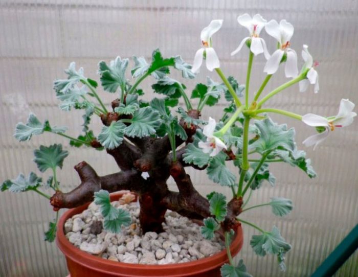 Geranio - foto, cuidados, especies, descripción, propagación, planta de interior
