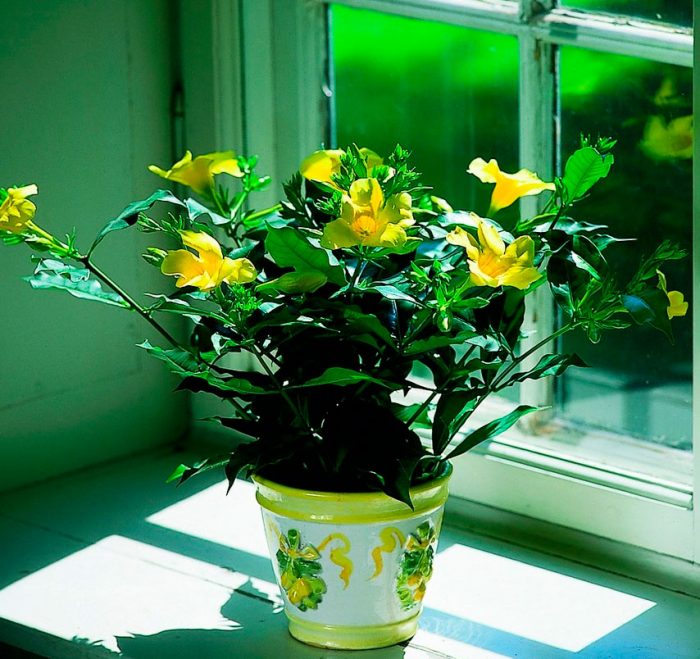 Allamanda - foto, cuidados, especie, descripción, propagación, planta de interior