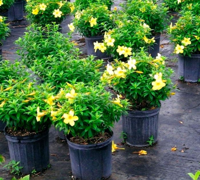 Allamanda - foto, cuidados, especie, descripción, propagación, planta de interior