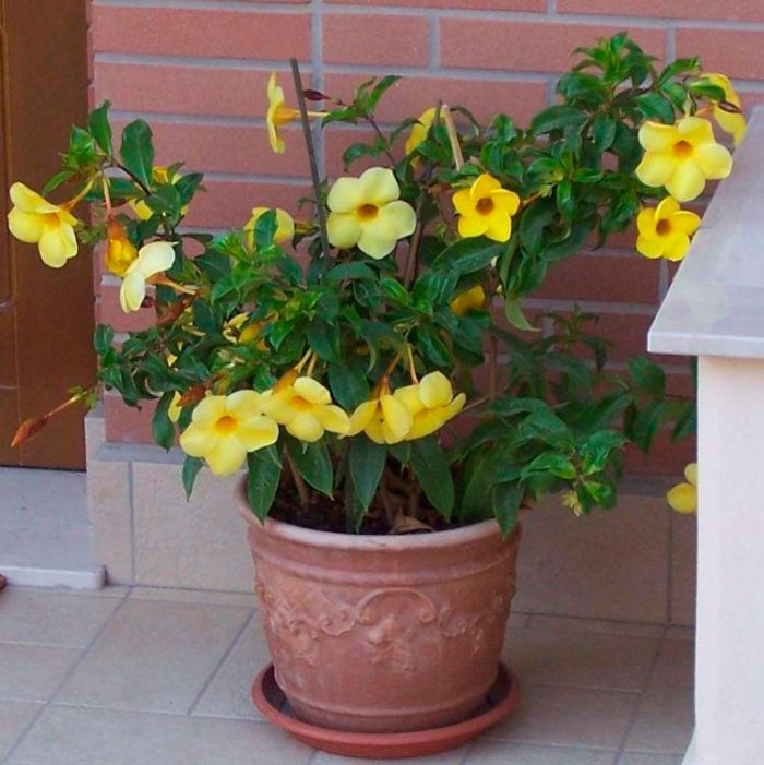 Allamanda - foto, cuidados, especie, descripción, propagación, planta de interior