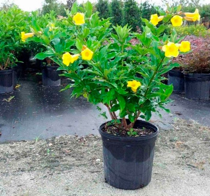 Allamanda - foto, cuidados, especie, descripción, propagación, planta de interior