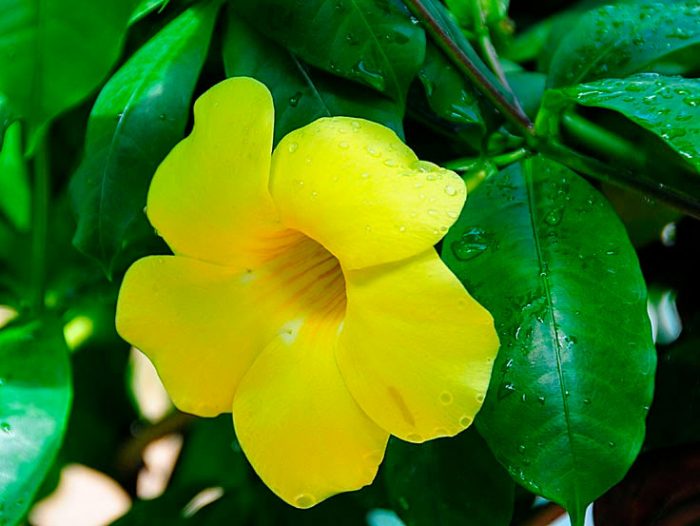 Allamanda nobilis