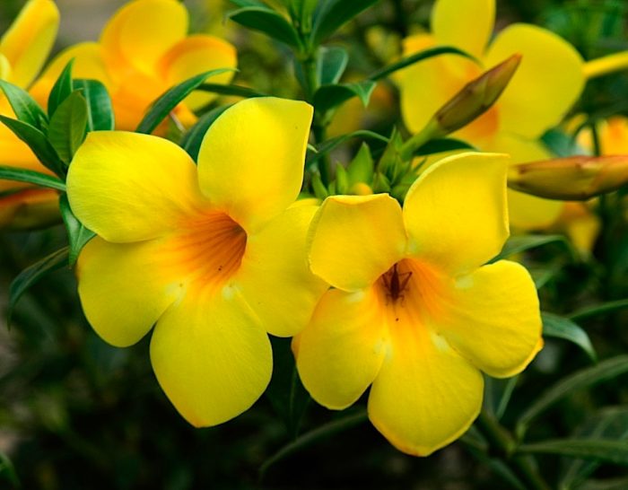 Allamanda - foto, cuidados, especie, descripción, propagación, planta de interior