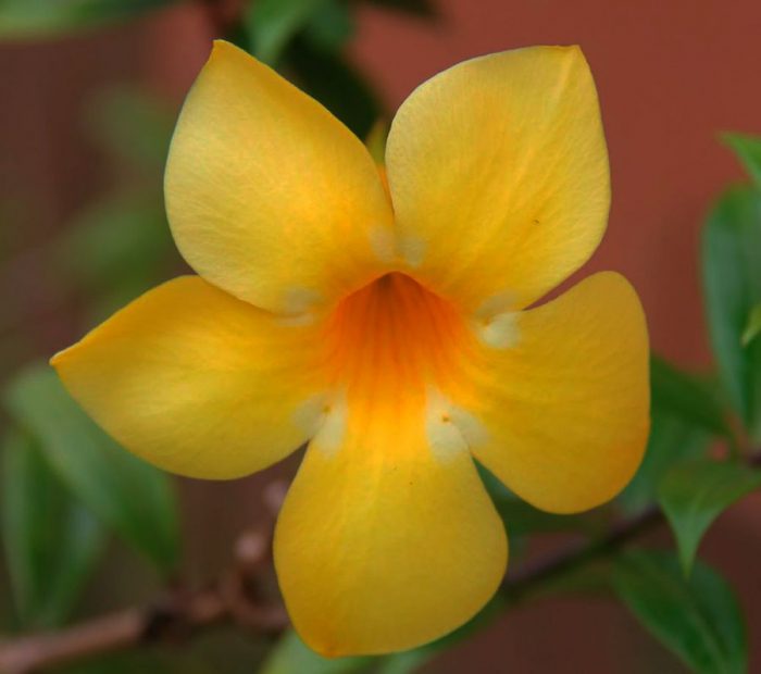 Allamanda - foto, cuidados, especie, descripción, propagación, planta de interior