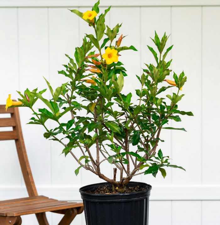 Allamanda - foto, cuidados, especie, descripción, propagación, planta de interior