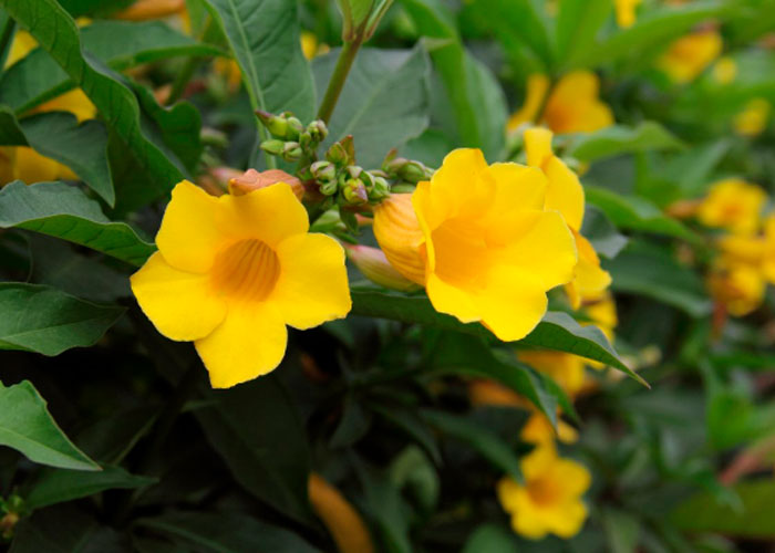 Allamanda oleandrofolia