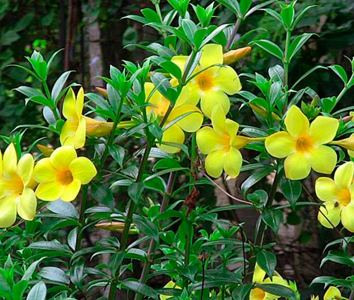 Allamanda - foto, cuidados, especie, descripción, propagación, planta de interior