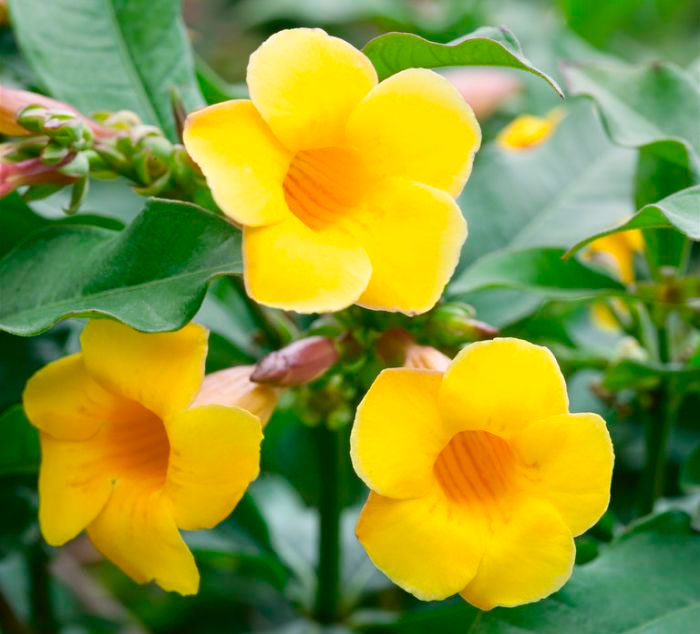 Allamanda - foto, cuidados, especie, descripción, propagación, planta de interior