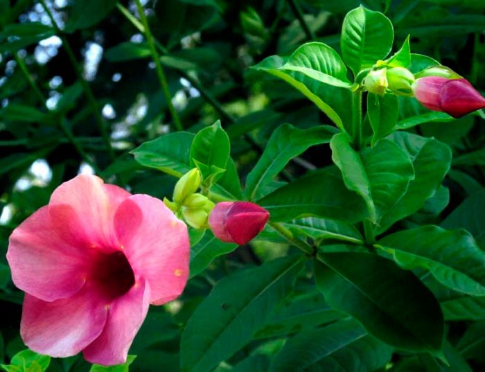 Allamanda - foto, cuidados, especie, descripción, propagación, planta de interior