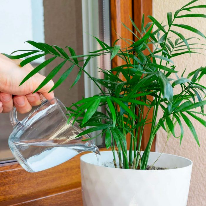 Chamaedorea - foto, cuidados, especie, descripción, propagación, planta de interior