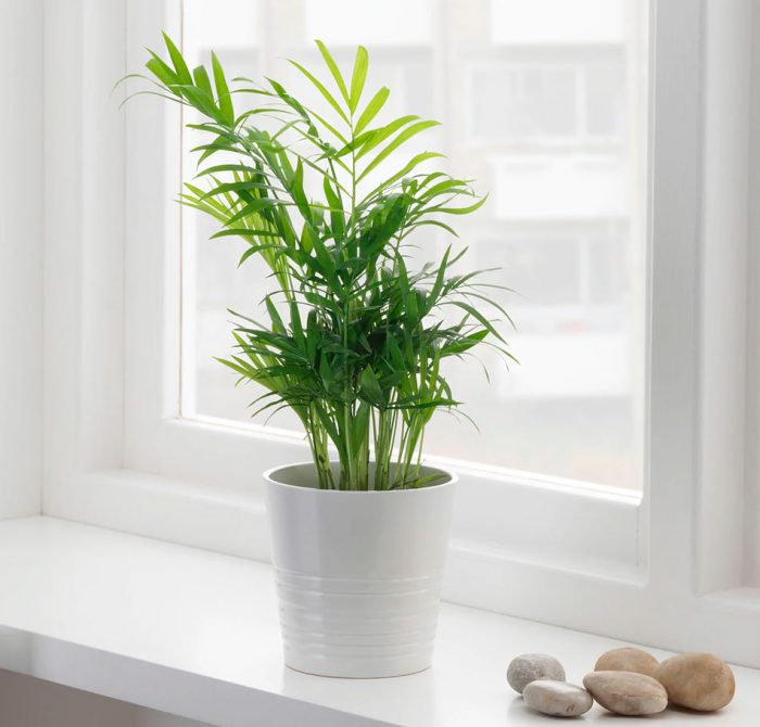 Chamaedorea - foto, cuidados, especie, descripción, propagación, planta de interior
