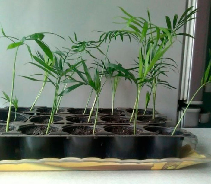 Chamaedorea - foto, cuidados, especie, descripción, propagación, planta de interior