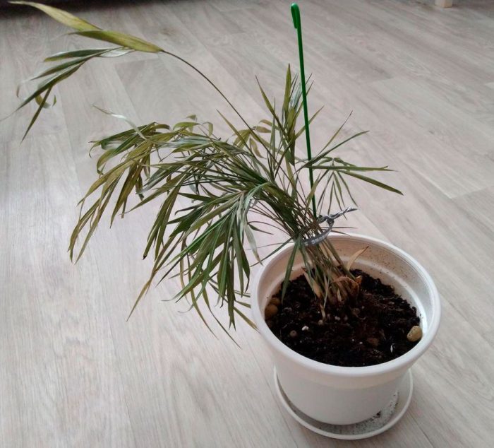Chamaedorea - foto, cuidados, especie, descripción, propagación, planta de interior