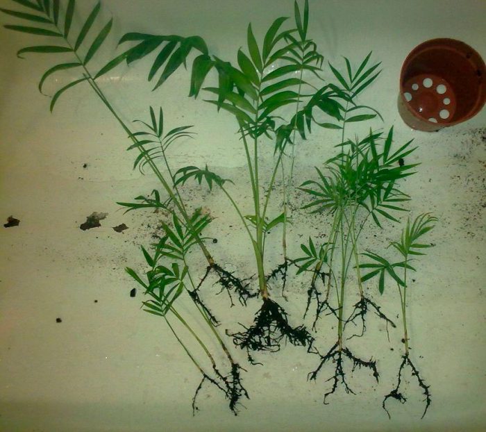 Chamaedorea - foto, cuidados, especie, descripción, propagación, planta de interior