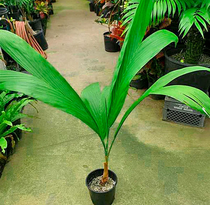 Chamaedorea elata