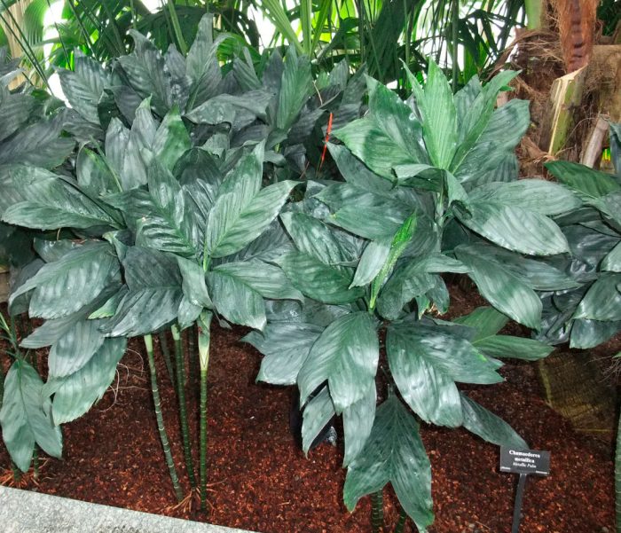 Chamaedorea metallica