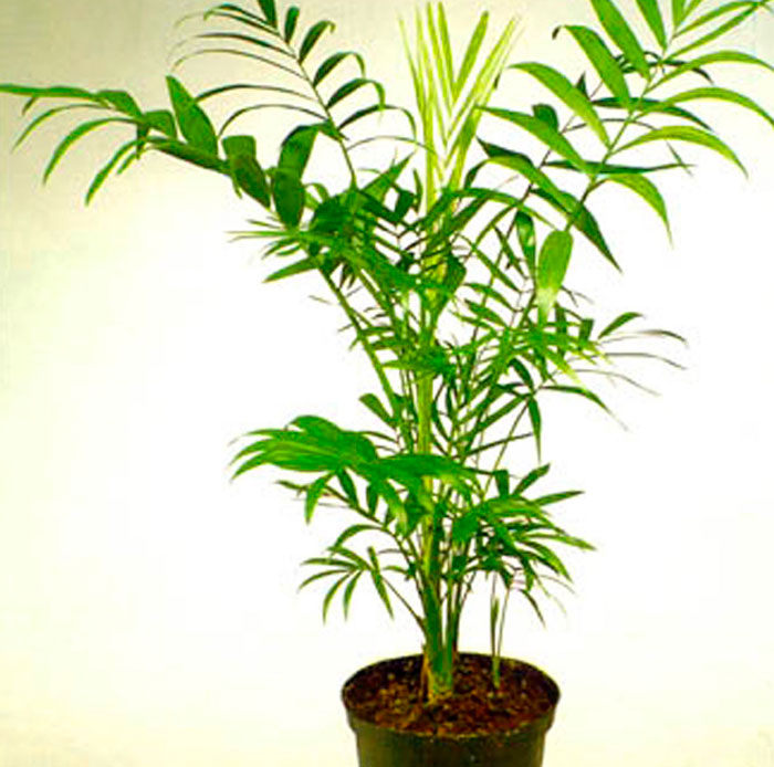 Chamaedorea - foto, cuidados, especie, descripción, propagación, planta de interior