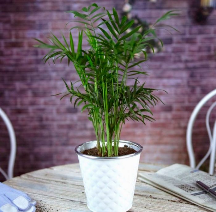 Chamaedorea - foto, cuidados, especie, descripción, propagación, planta de interior