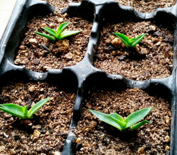 Agave - foto, cuidados, especies, descripción, propagación, planta de interior