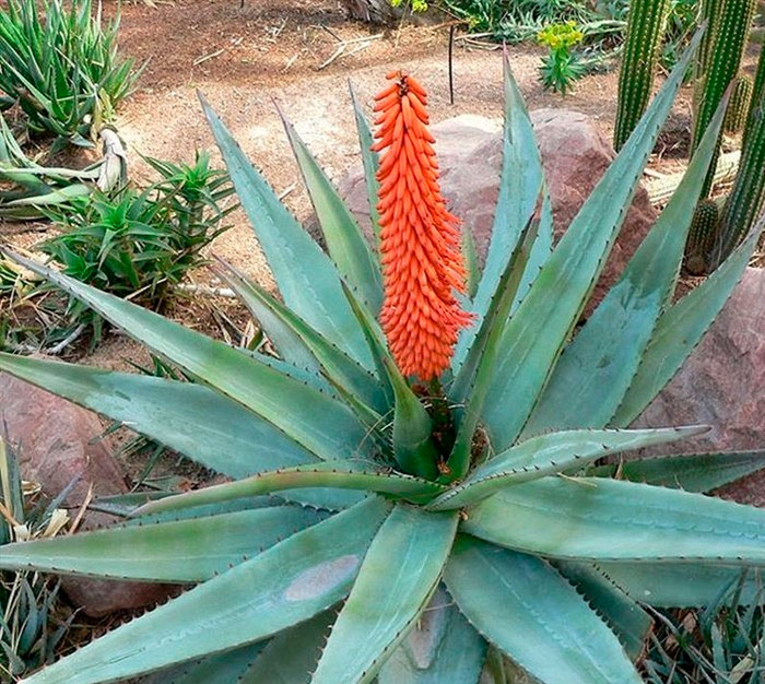 Agave - foto, cuidados, especies, descripción, propagación, planta de interior