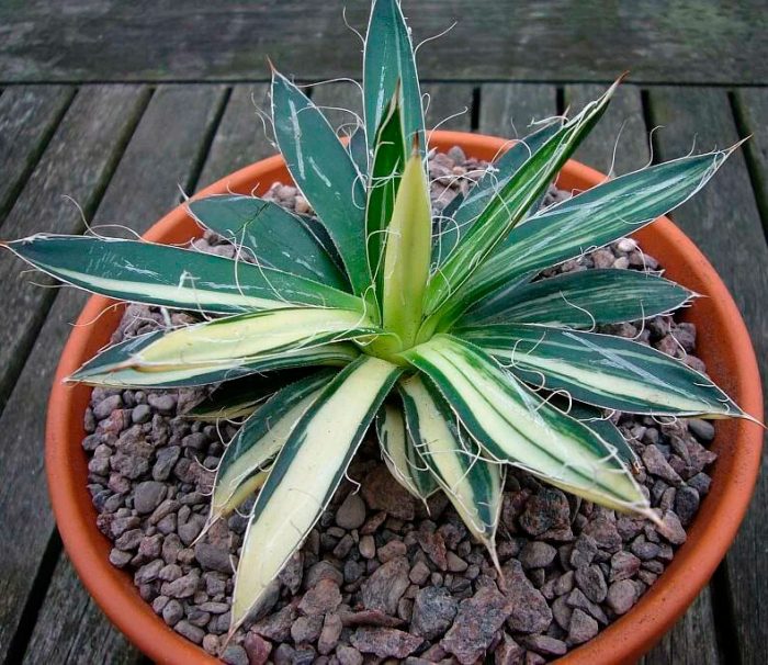 Agave - foto, cuidados, especies, descripción, propagación, planta de interior