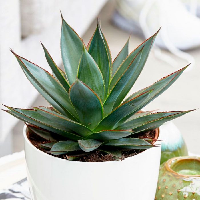 Agave - foto, cuidados, especies, descripción, propagación, planta de interior