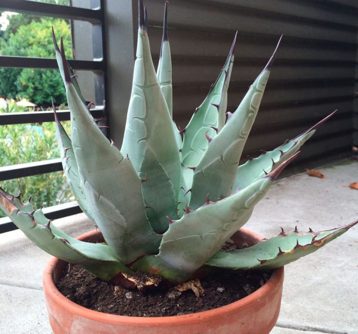 Agave - foto, cuidados, especies, descripción, propagación, planta de interior