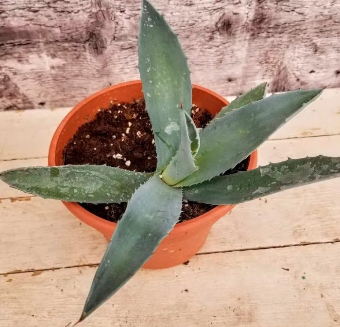 Agave - foto, cuidados, especies, descripción, propagación, planta de interior