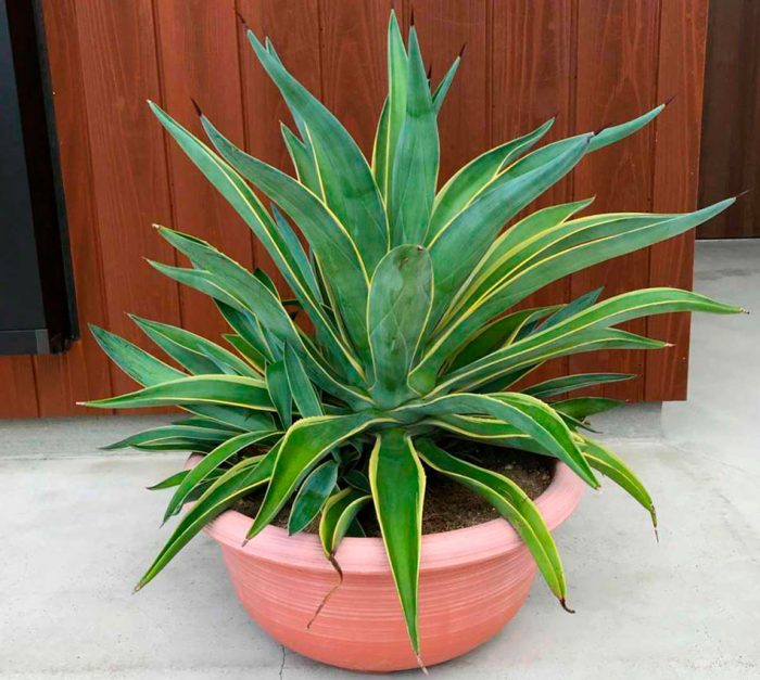 Trasplante de agave