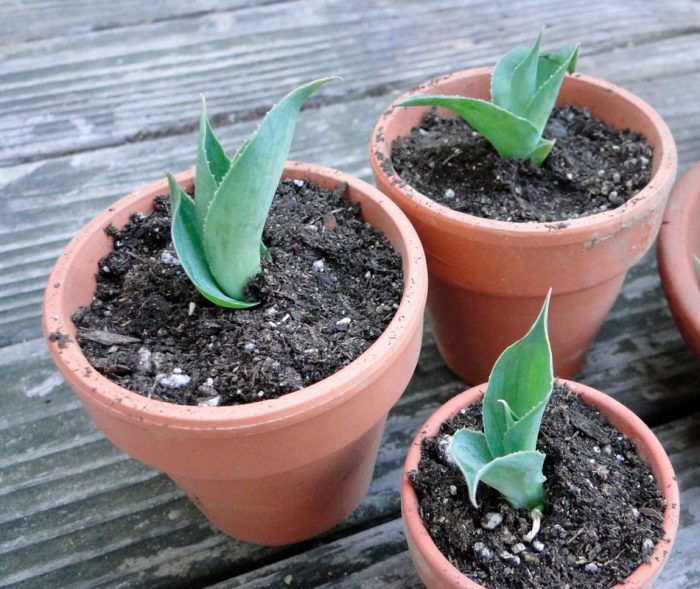 Agave - foto, cuidados, especies, descripción, propagación, planta de interior