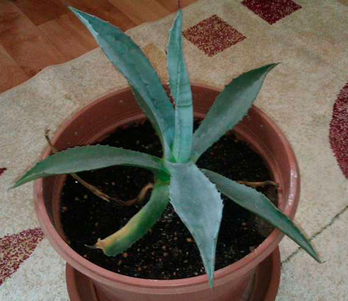 Agave - foto, cuidados, especies, descripción, propagación, planta de interior