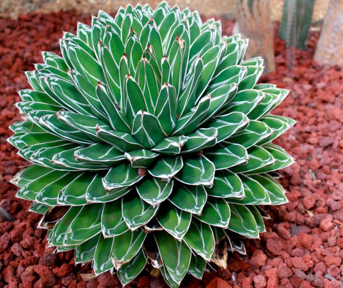 Agave Reina Victoria