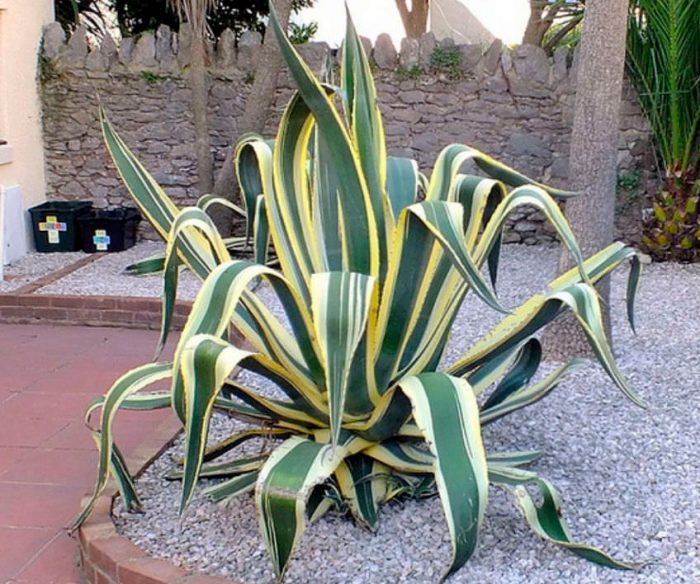 El agave americano