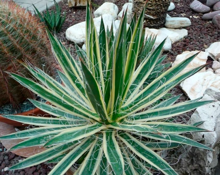 Agave filamentosa