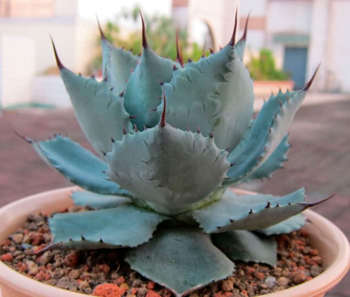 Agave patatarum, o Agave patatarum