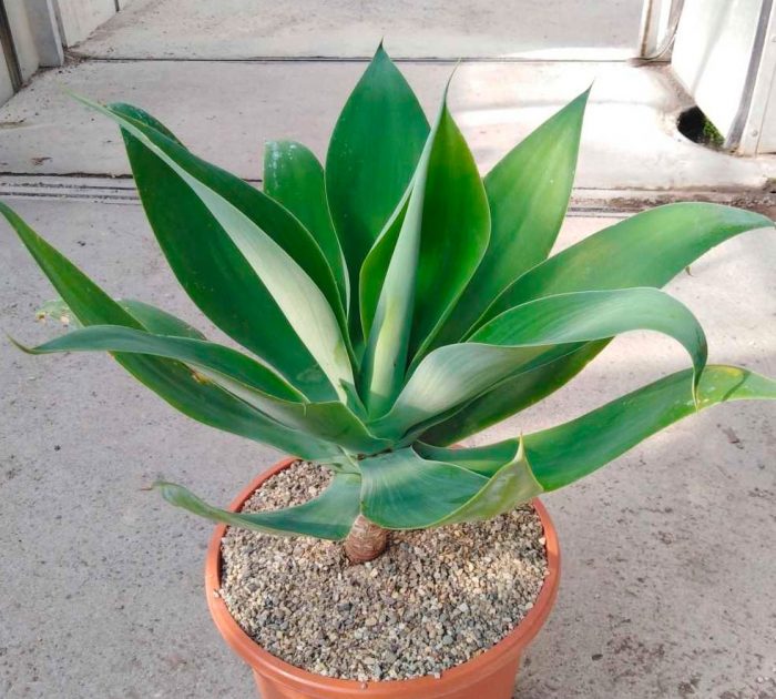 Agave - foto, cuidados, especies, descripción, propagación, planta de interior