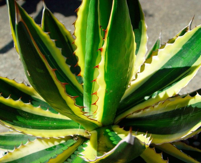 Agave - foto, cuidados, especies, descripción, propagación, planta de interior