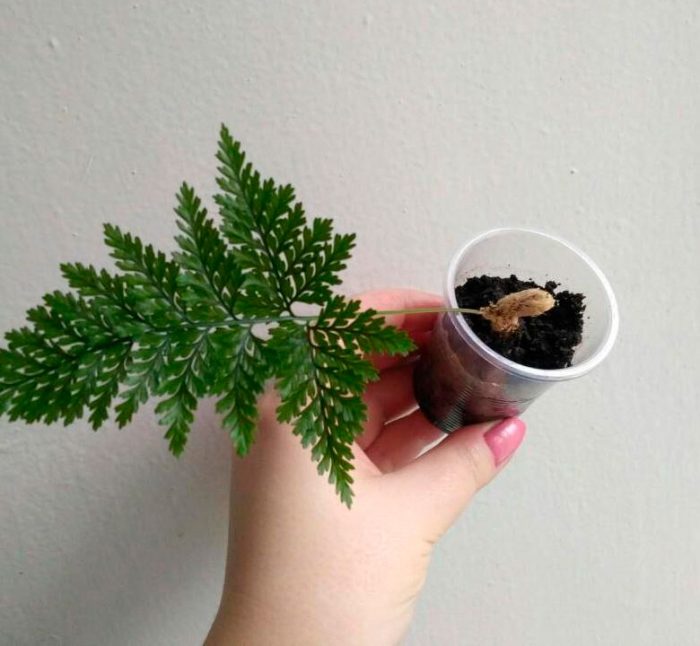 Helecho Davallia - foto, cuidados, especie, descripción, reproducción, planta de interior