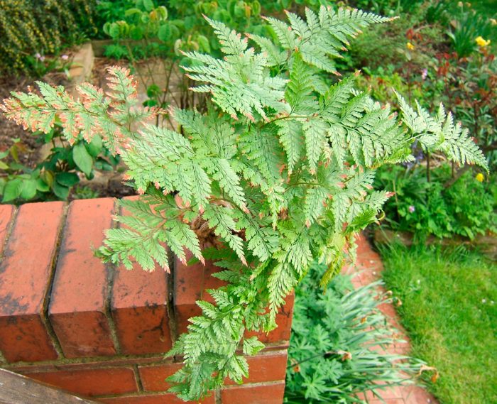 Davallia canariensis