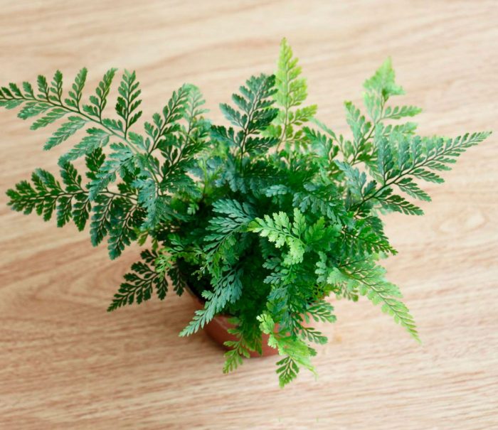 Helecho Davallia - foto, cuidados, especie, descripción, reproducción, planta de interior
