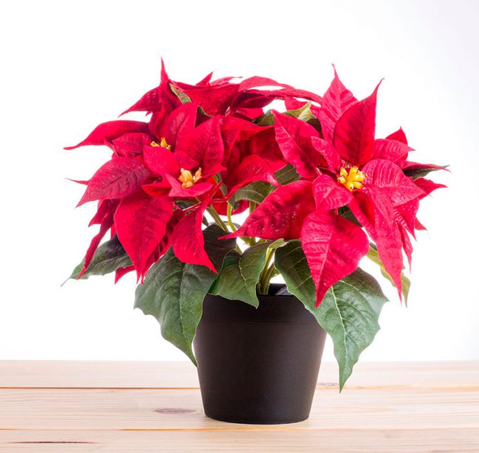 Flor de Pascua (Estrella de Navidad): foto, cuidados, especies, descripción, propagación, planta de interior