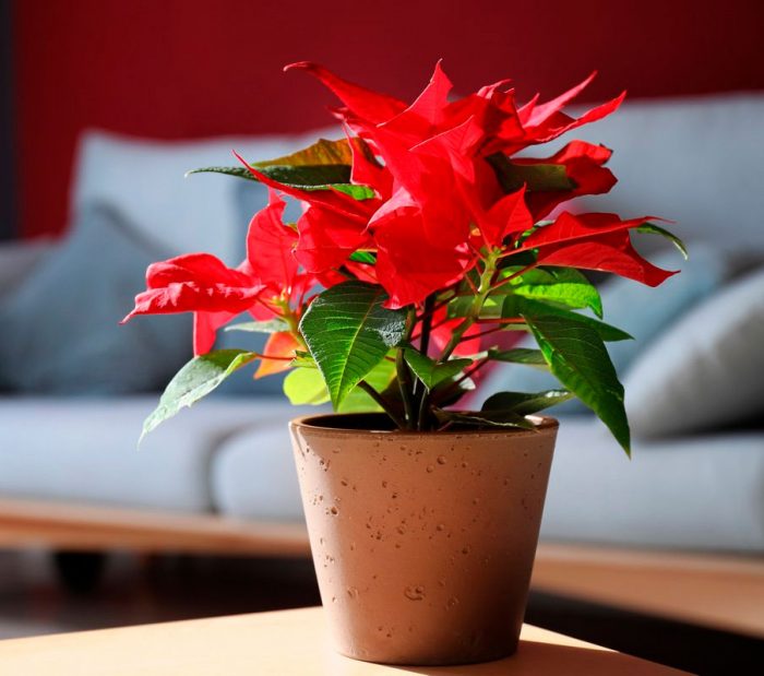 Flor de Pascua (Estrella de Navidad): foto, cuidados, especies, descripción, propagación, planta de interior