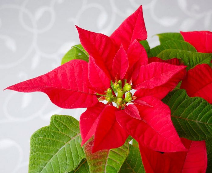 Flor de Pascua (Estrella de Navidad): foto, cuidados, especies, descripción, propagación, planta de interior