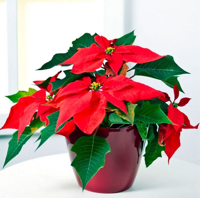 Flor de Pascua (Estrella de Navidad): foto, cuidados, especies, descripción, propagación, planta de interior