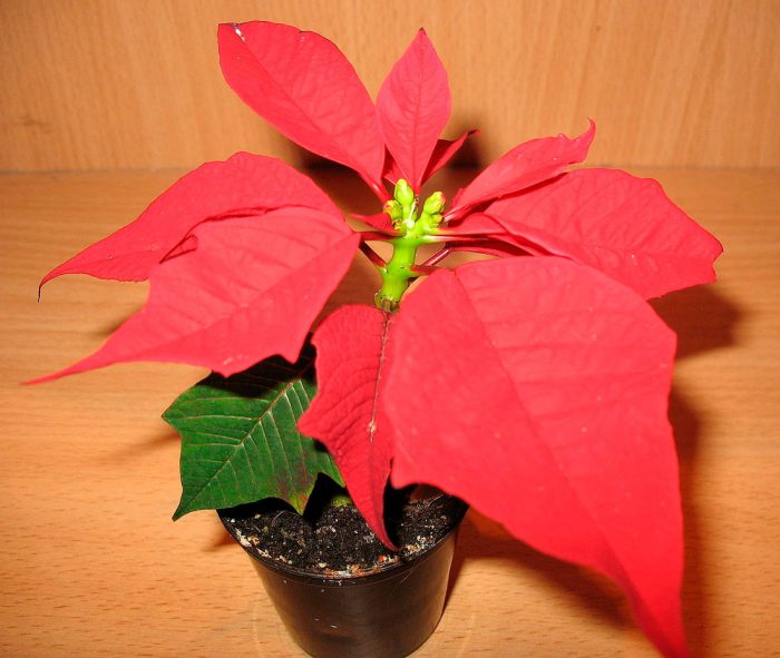 Flor de Pascua (Estrella de Navidad): foto, cuidados, especies, descripción, propagación, planta de interior