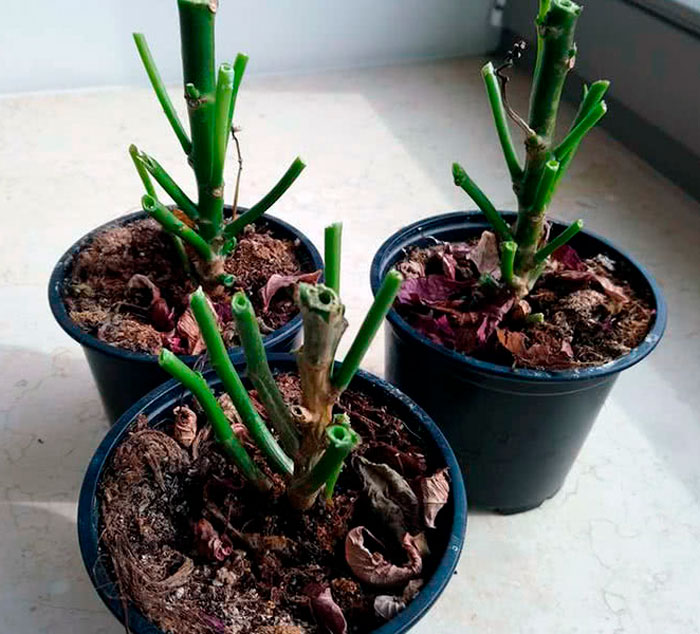 Flor de Pascua (Estrella de Navidad): foto, cuidados, especies, descripción, propagación, planta de interior